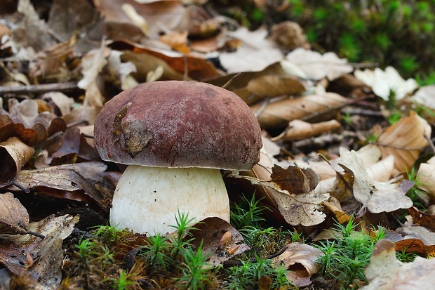 hríb sosnový Boletus pinophilus Pil. et Dermek in Pil.