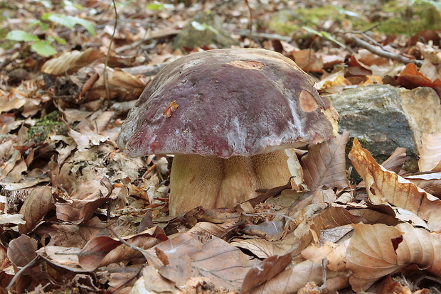 hríb sosnový Boletus pinophilus Pil. et Dermek in Pil.