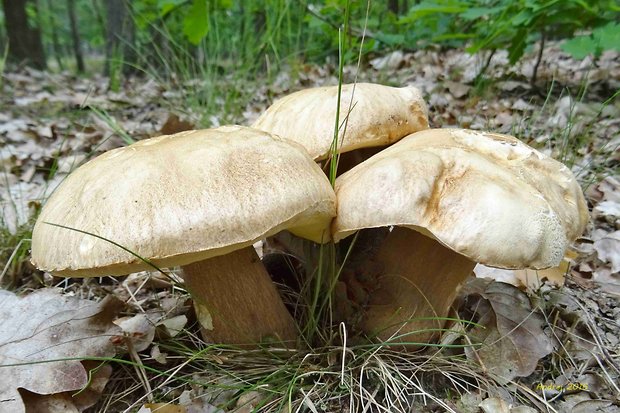 hríb dubový Boletus reticulatus Schaeff.