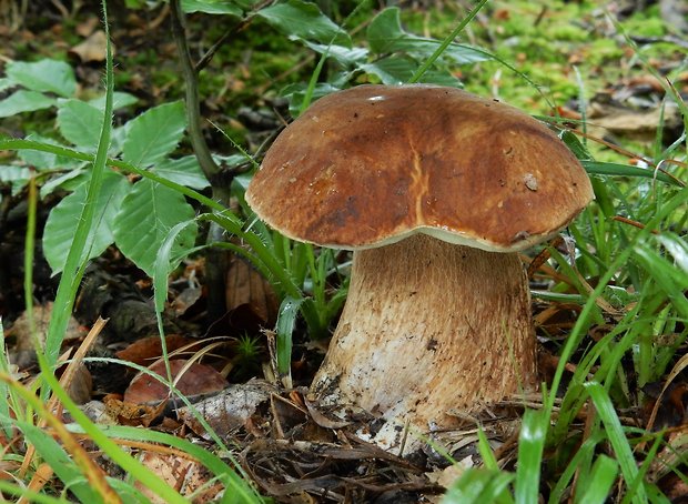 hríb dubový Boletus reticulatus Schaeff.