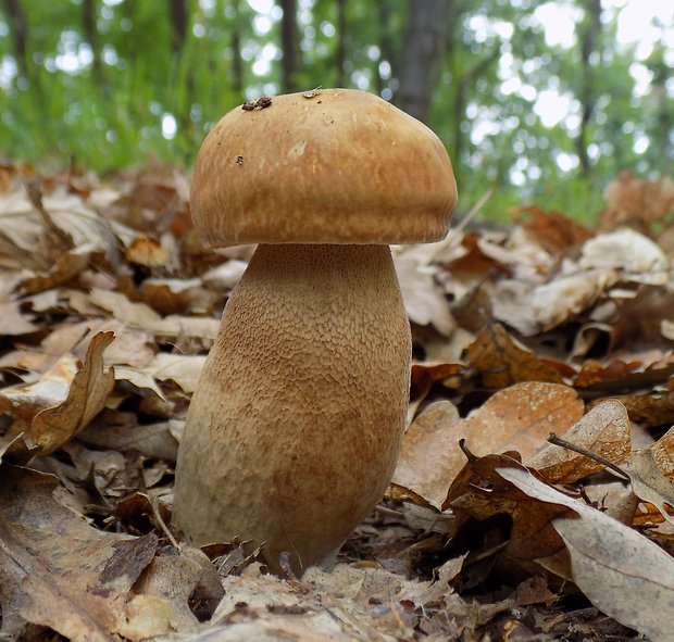 hríb dubový Boletus reticulatus Schaeff.