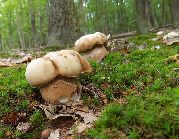 hríb dubový Boletus reticulatus Schaeff.