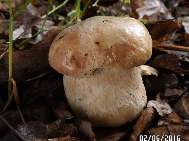 hríb dubový Boletus reticulatus Schaeff.