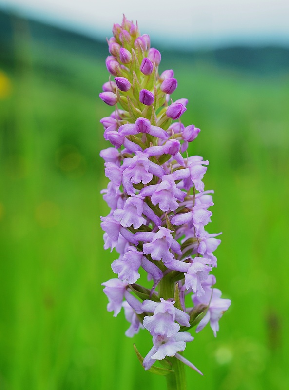 päťprstnica obyčajná Gymnadenia conopsea (L.) R. Br.