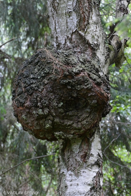 ryšavec šikmý Inonotus obliquus (Ach. ex Pers.) Pilát