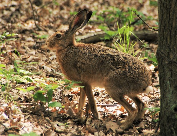 zajac  Lepus europaeus