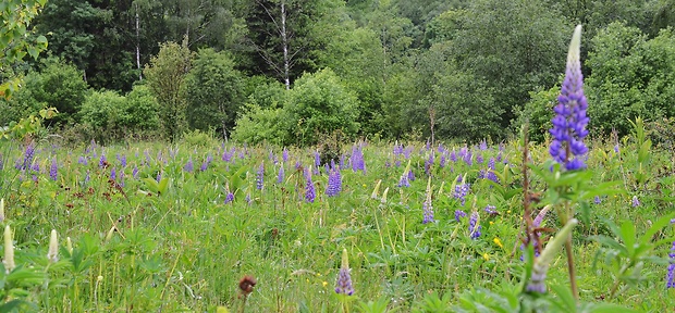 Biotop-lupina mnoholistá Lupinus polyphyllus Lindl.