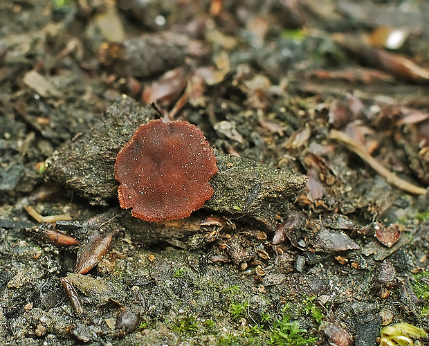 čiaška Peziza isabellina W. G. Sm., cf.