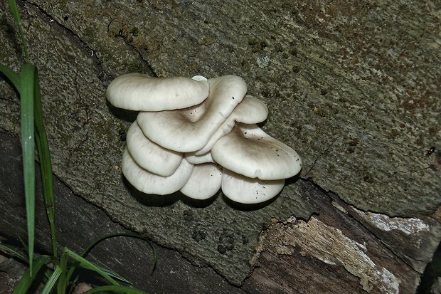 hliva buková Pleurotus pulmonarius (Fr.) Quél.