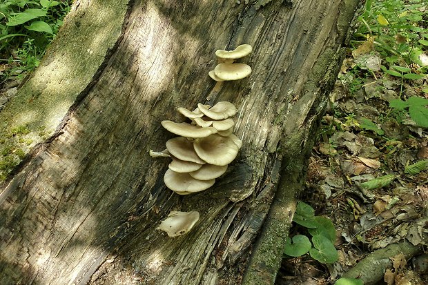 hliva buková Pleurotus pulmonarius (Fr.) Quél.