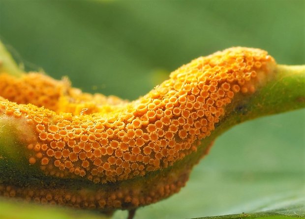 hrdza Puccinia sp.