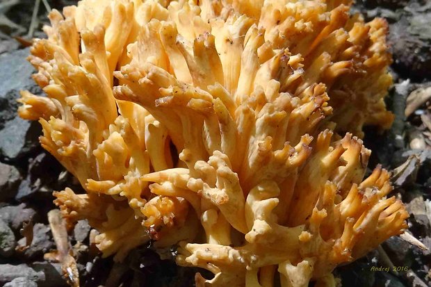 strapačka úhľadná ? Ramaria formosa (Pers.) Quél.