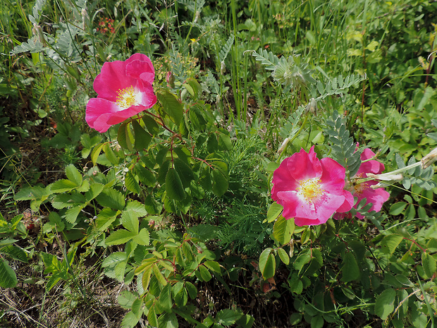 ruža galská Rosa gallica L.