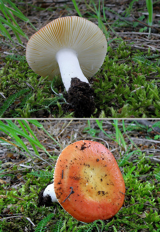 plávka škvrnitá Russula maculata Quél.