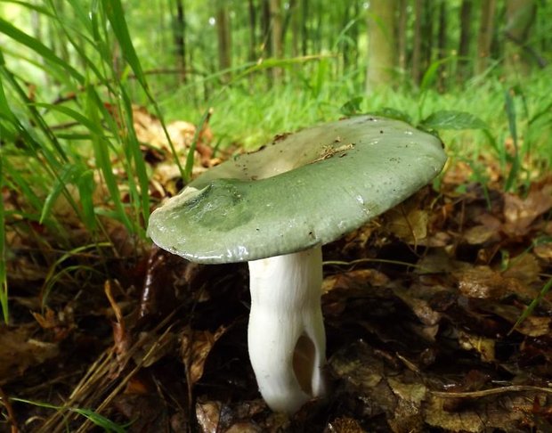 plávka Russula sp.