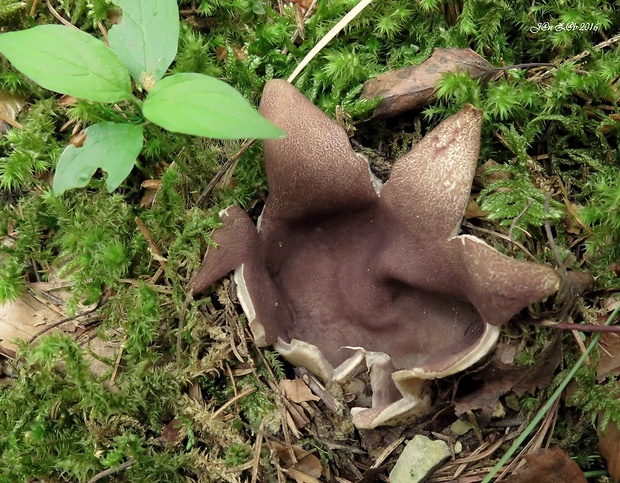 tulipánovka fialová Sarcosphaera coronaria (Jacq.) J. Schröt.