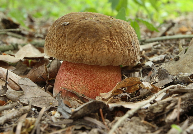 hríb zrnitohlúbikový Sutorius luridiformis (Rostk.) G. Wu & Zhu L. Yang