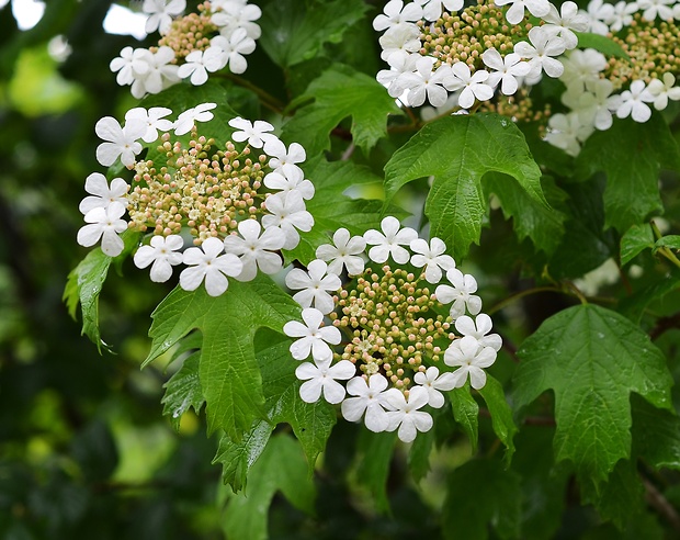 kalina obyčajná Viburnum opulus L.