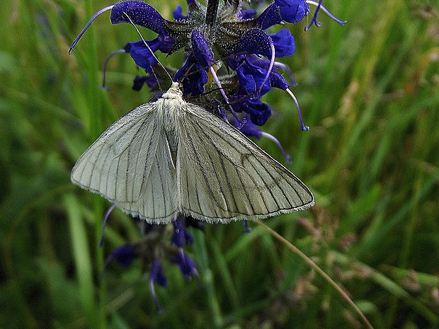 piadivka žilkovaná siona lineata / Geometridae /