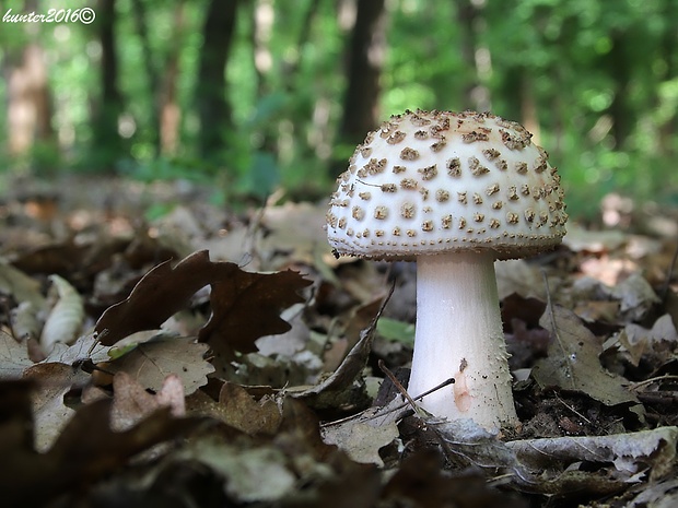 muchotrávka červenkastá Amanita rubescens Pers.