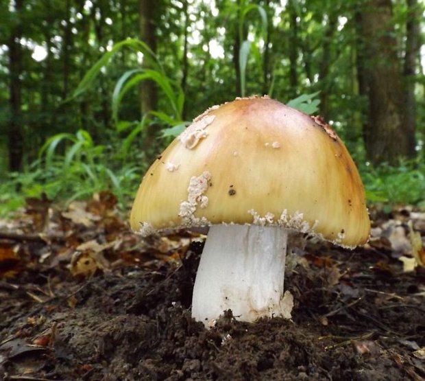 muchotrávka červenkastá Amanita rubescens Pers.