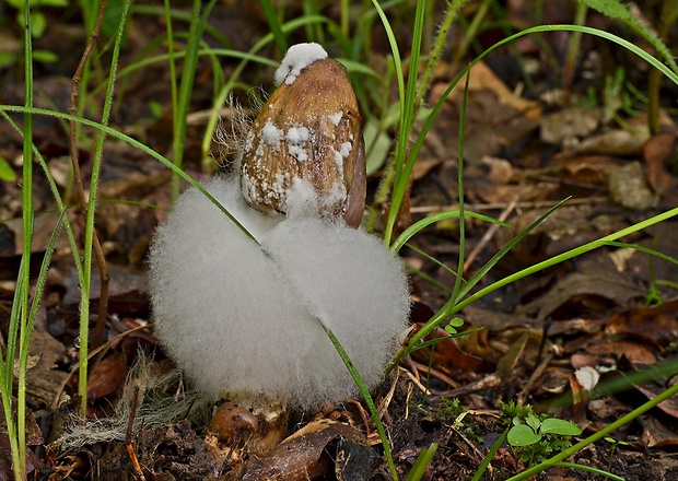 muchotrávka pošvatá Amanita vaginata (Bull.) Lam.