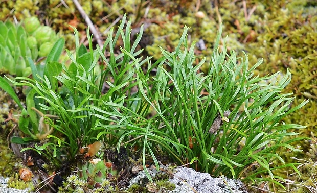 slezinník severný Asplenium septentrionale (L.) Hoffm.