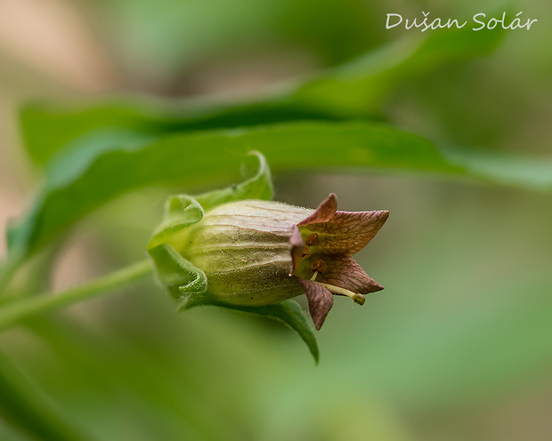 ľuľkovec zlomocný Atropa bella-donna L.