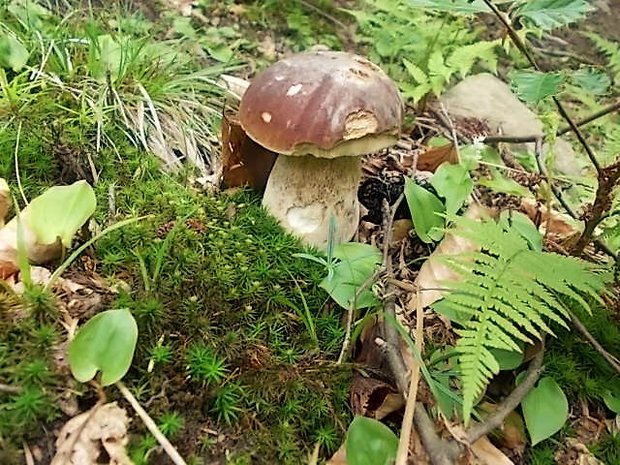 hríb smrekový Boletus edulis Bull.