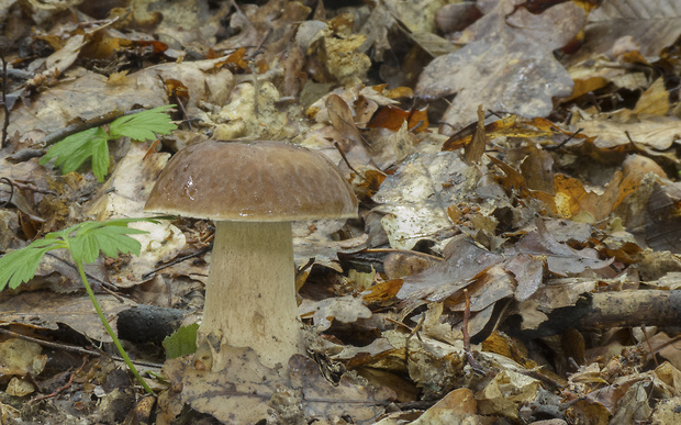 hríb dubový Boletus reticulatus Schaeff.