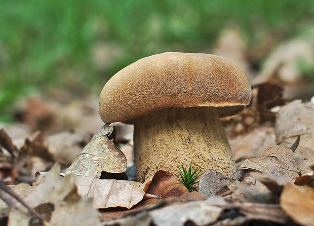 hríb dubový Boletus reticulatus Schaeff.