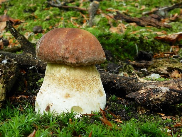 hríb dubový Boletus reticulatus Schaeff.