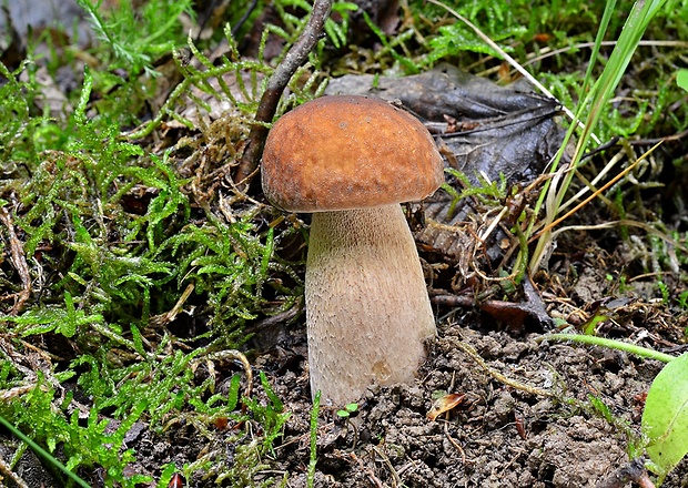 hríb dubový Boletus reticulatus Schaeff.