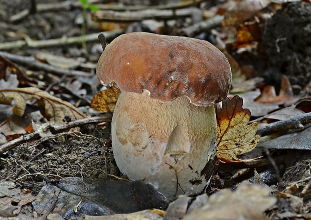 hríb dubový Boletus reticulatus Schaeff.