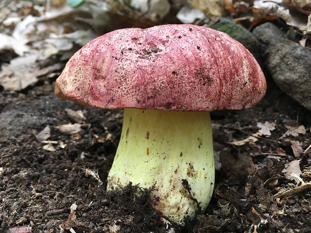 hríb kráľovský Butyriboletus regius (Krombh.) D. Arora & J.L. Frank