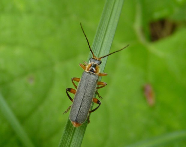 sněhulčík / páteříček  Cantharis nigricans