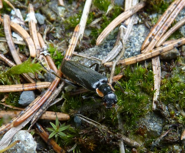 snehulčík / páteříček  Cantharis obscura