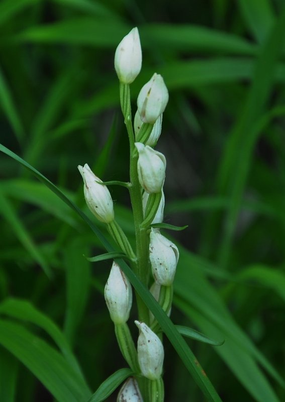 prilbovka biela Cephalanthera damasonium (Mill.) Druce