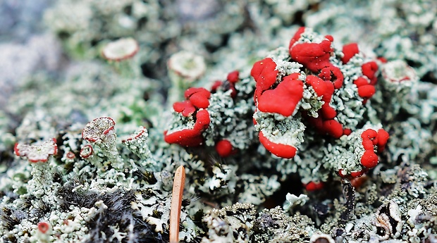 dutohlávka červcová Cladonia coccifera (L.) Willd.