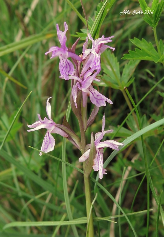 vstavačovec laponský Dactylorhiza lapponica (Laest. ex Hartm.) Soó