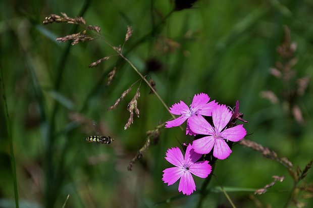 klinček kartuziánsky Dianthus carthusianorum L.