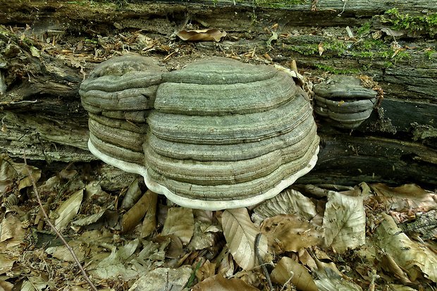 práchnovec kopytovitý Fomes fomentarius (L.) J.J. Kickx