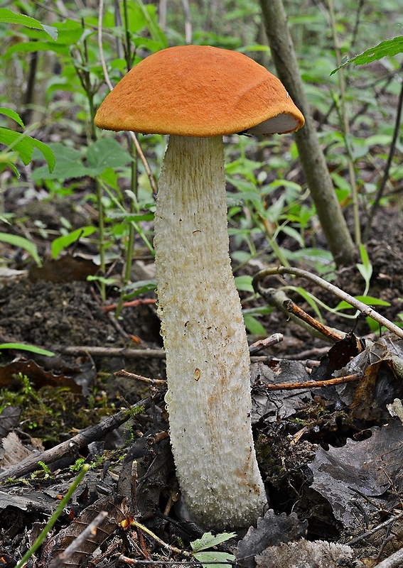 kozák osikový Leccinum albostipitatum den Bakker & Noordel.