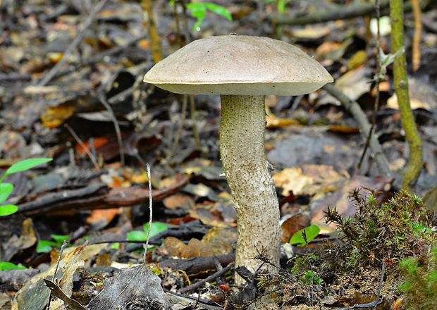 kozák topoľový Leccinum duriusculum (Schulzer ex Kalchbr.) Singer