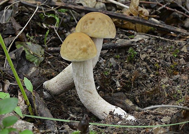 kozák hrabový Leccinum pseudoscabrum (Kallenb.) Šutara