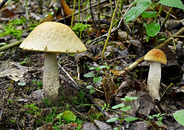 kozák hrabový Leccinum pseudoscabrum (Kallenb.) Šutara