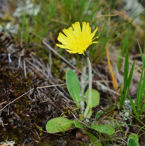 chlpánik obyčajný Pilosella officinarum F. W. Schultz et Sch. Bip.