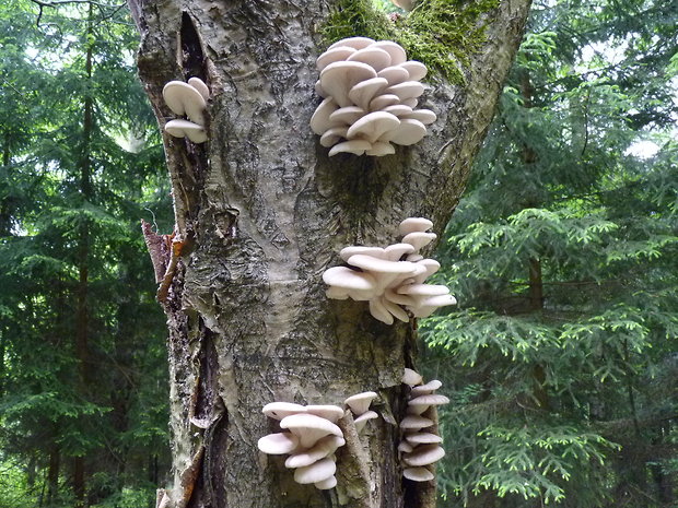 hliva buková Pleurotus pulmonarius (Fr.) Quél.