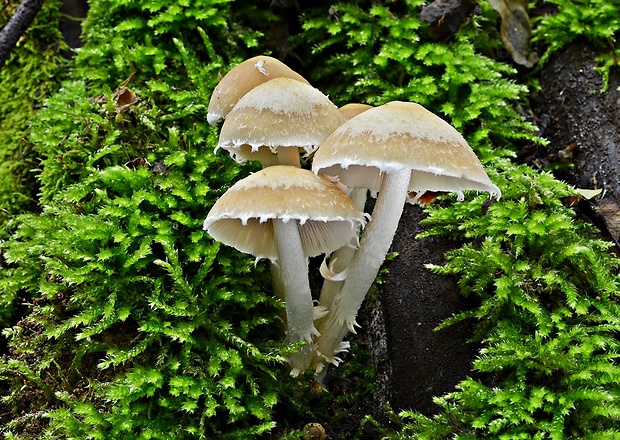 drobuľka Candolleova Psathyrella candolleana (Fr.) Maire