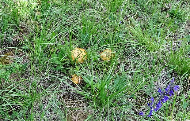 masliak zrnitý Suillus granulatus (L.) Roussel